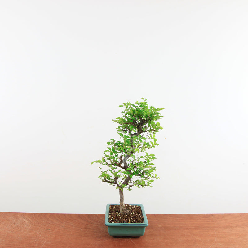 Bonsai Ulmus Parvifolia 'Japanse iep'