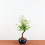 Bonsai Metasequoia 'watercipres'