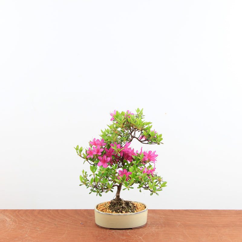 Bonsai azalea