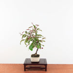 Bonsai Malus Halliana