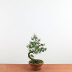 Bonsai Pinus Parviflora 'witte den'