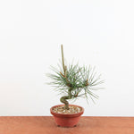 Bonsai Pinus thunbergii 'zwarte den'