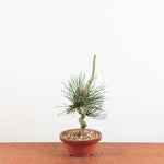 Bonsai Pinus thunbergii 'zwarte den'