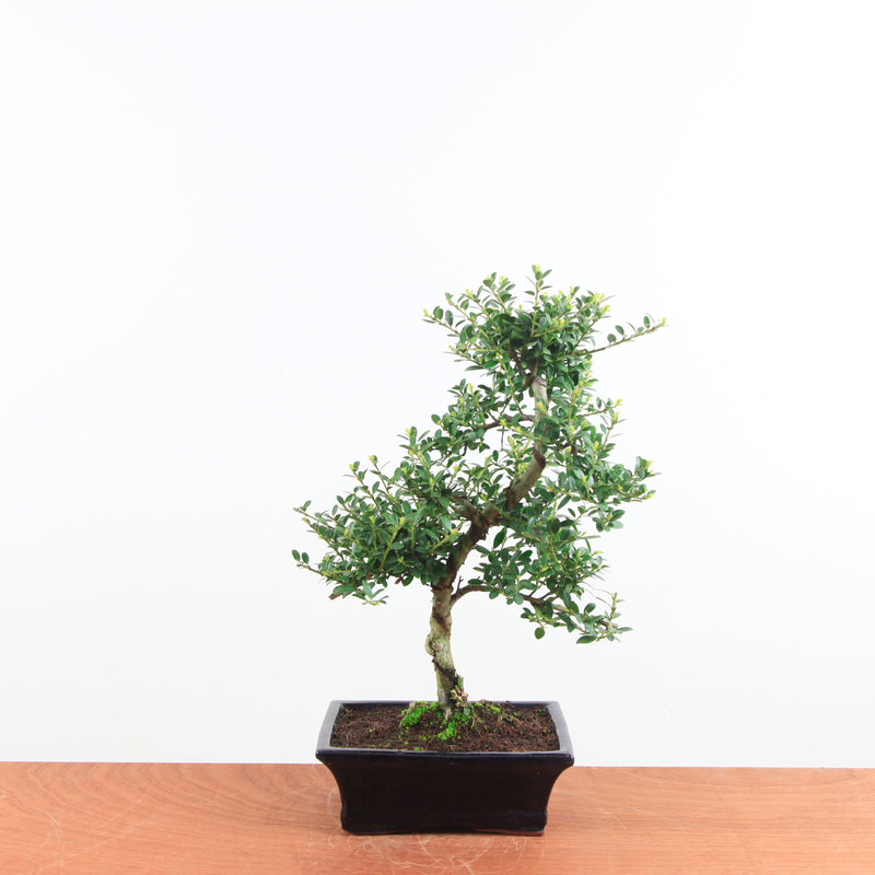 Bonsai Ilex crenata 'Japanse hulst'