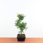 Bonsai Ilex crenata 'Japanse hulst'