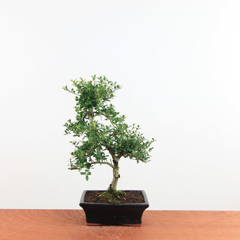 Bonsai Ilex crenata 'Japanse hulst'