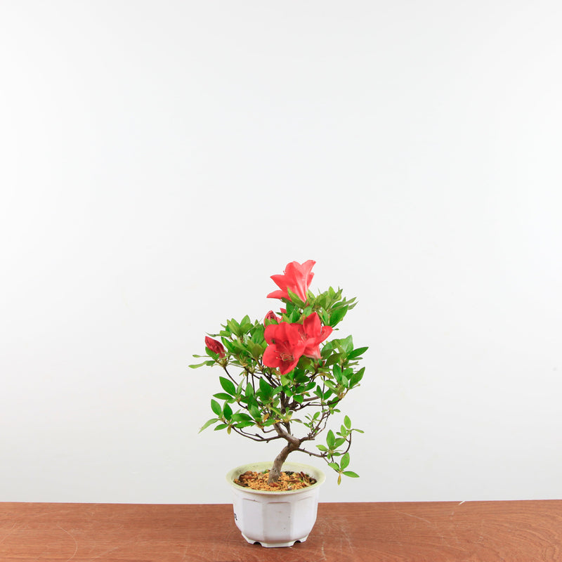 Bonsai Azalea 'De Satsuki'