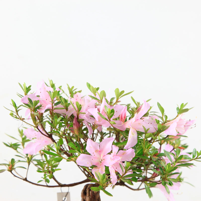 Bonsai Azalea 'De Satsuki' Yumeakari