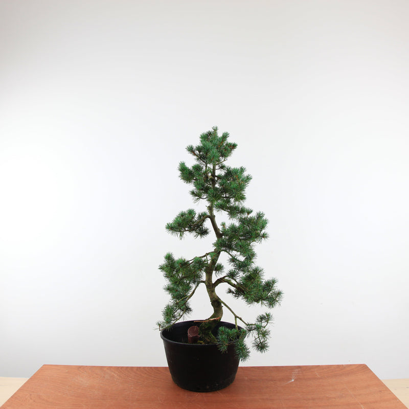 Bonsai Pinus parviflora 'De Japanse witte den'