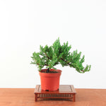 Bonsai Juniperus Procumbens