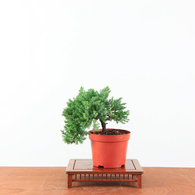 Bonsai Juniperus Procumbens