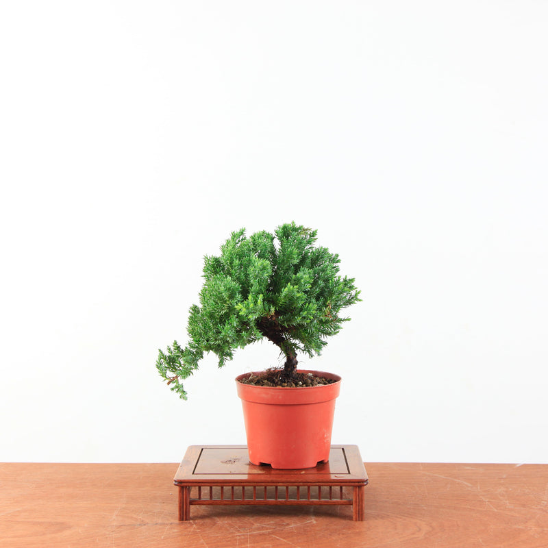 Bonsai Juniperus Procumbens