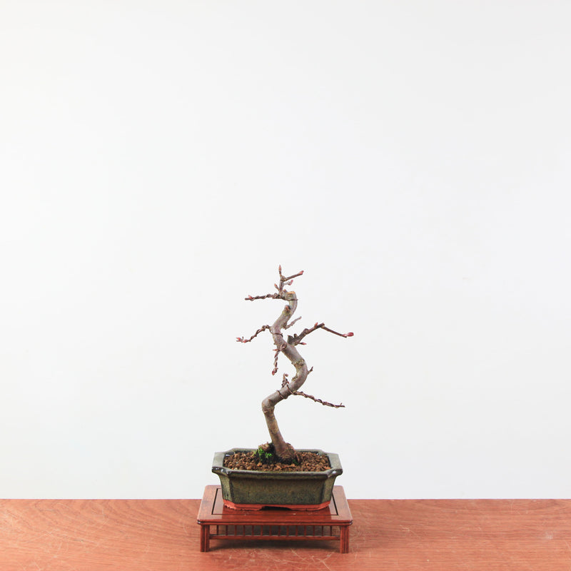 Bonsai Malus