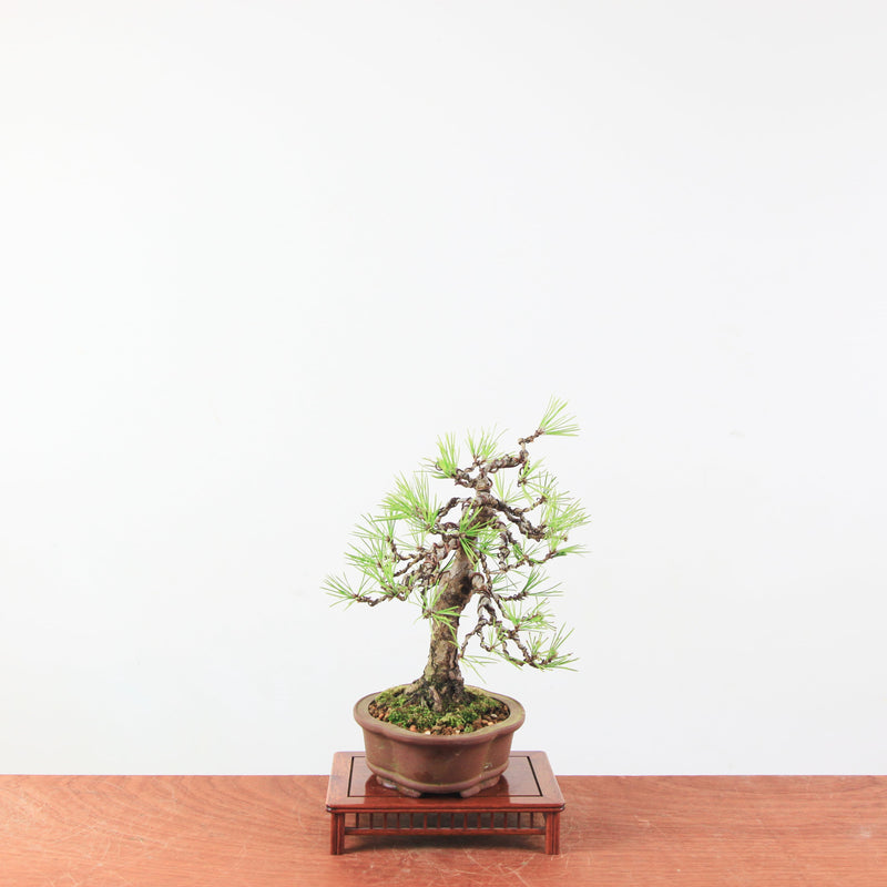 Bonsai Pinus thunbergii 'De Japanse Zwarte den’